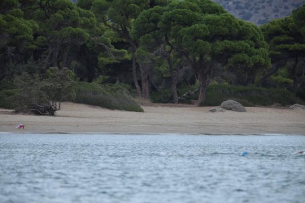 καθαρισμός σχινιά