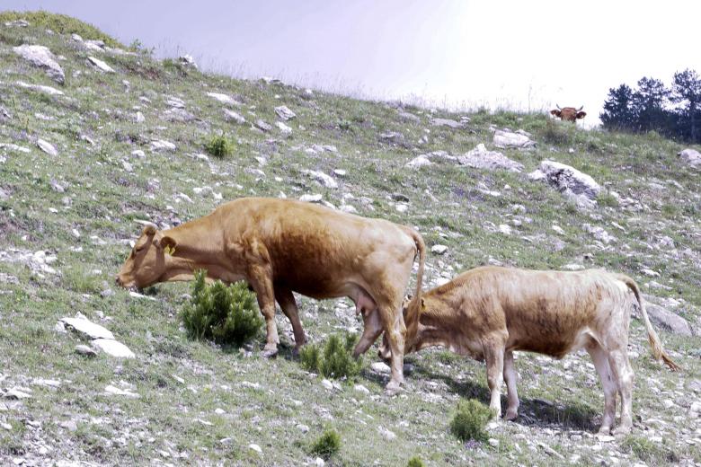 Πρωτιά της χώρας μας στα βοοειδή βιολογικής εκτροφής