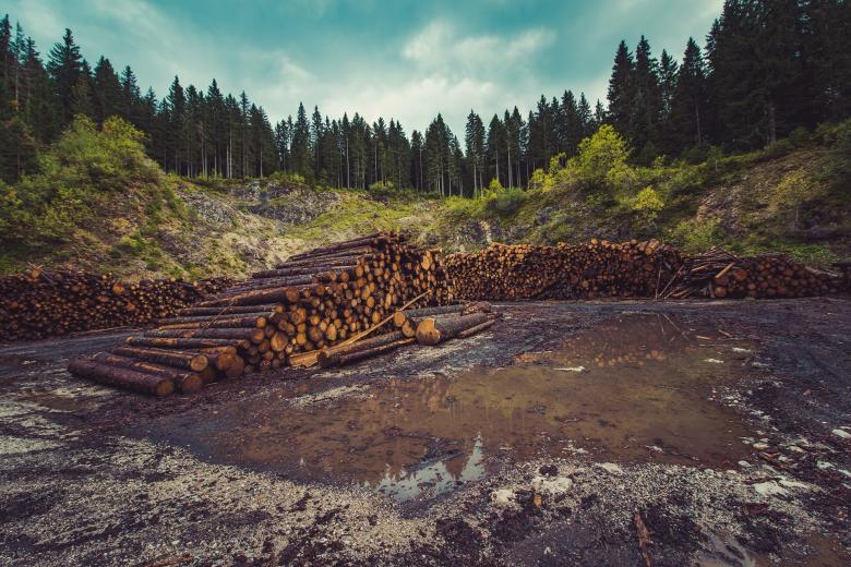 Αποψίλωση δασών/Πηγή: PIxabay