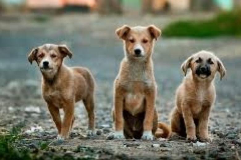 Κορονοϊός: Η βρετανική μετάλλαξη βρέθηκε για πρώτη φορά σε σκύλους και γάτες