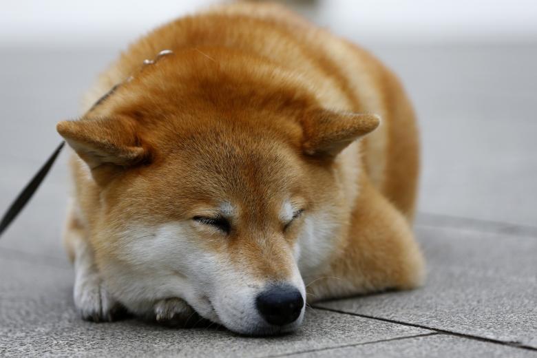 shiba inu