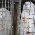 Θανατώθηκαν 2.500 βιζόν σε φάρμα στο Βόϊο Κοζάνης / Πηγή: AP