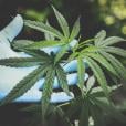 cannabis