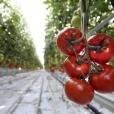 Ντοματα / Πηγή: AP Images
