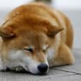 shiba inu
